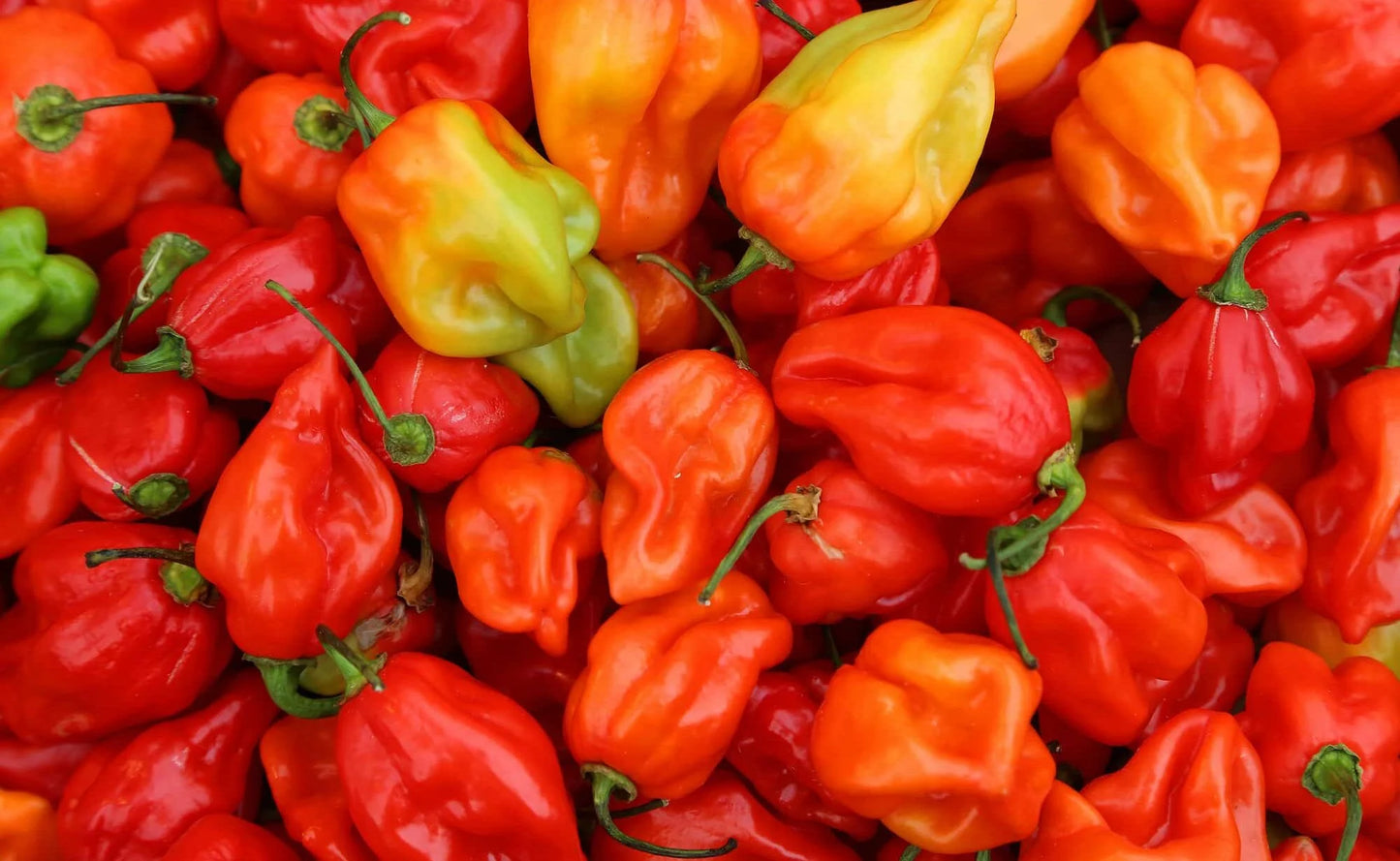 Habanero/Scotch bonnet peppers pack